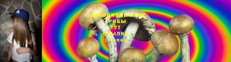 Галлюциногенные грибы Psilocybine cubensis  OMG маркетплейс  Нытва  продажа наркотиков 